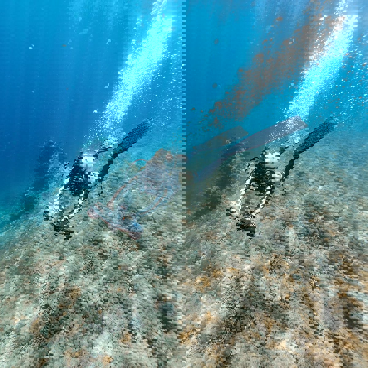 Sublue Navbow+ scooter sous-marin gris 19